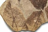 Fossil Plant (Fagus, Fagopsis, Betula) Plate - McAbee, BC #248926-2